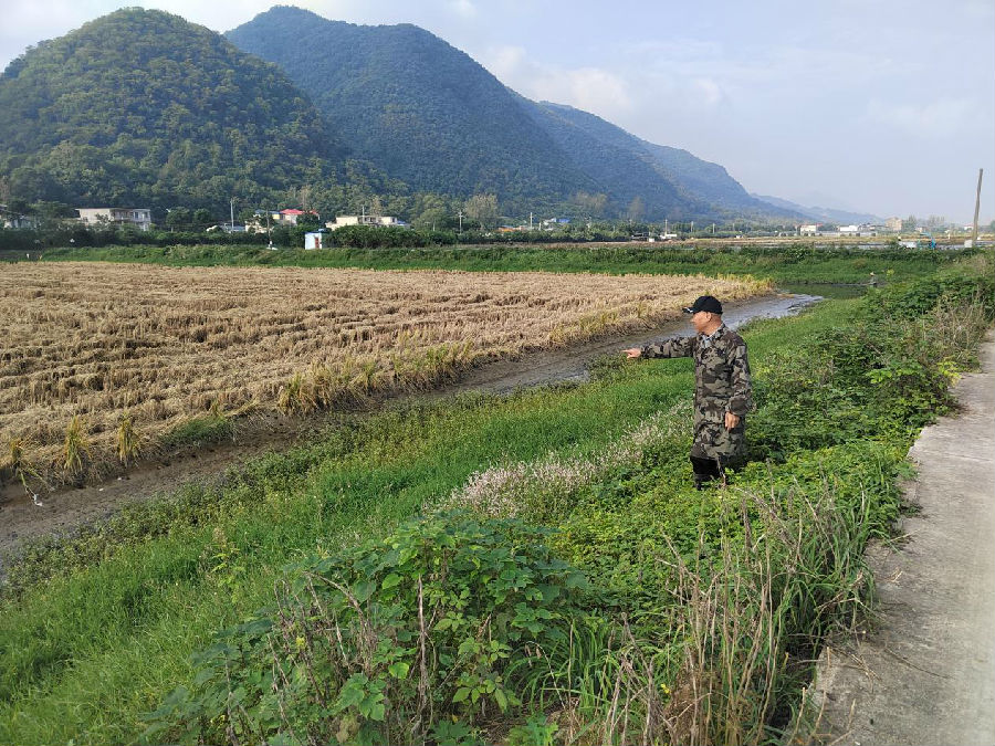 稻谷收割后，田块边缘一个个成虾繁殖洞穴。（倪胜林 摄）