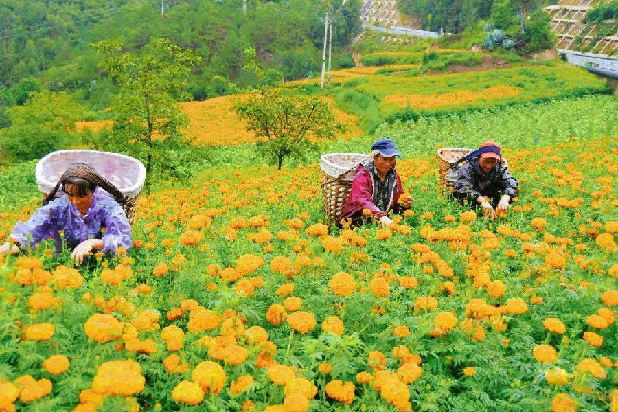 花农采摘万寿菊（周丽梅 摄）