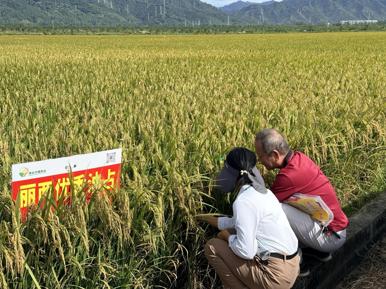 与会代表深入田间，仔细察看了各优质稻品种的长势 （罗雅淇 摄）