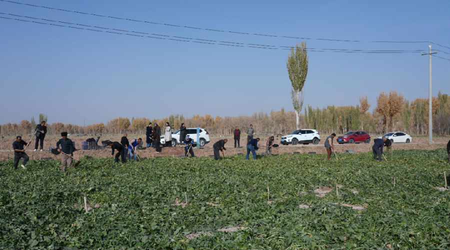 恰玛古种植基地的田园采摘活动（高依然 摄）