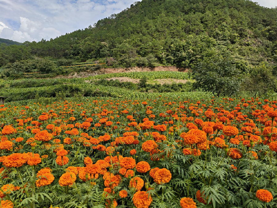正是花黄叶绿时（张浩 摄）