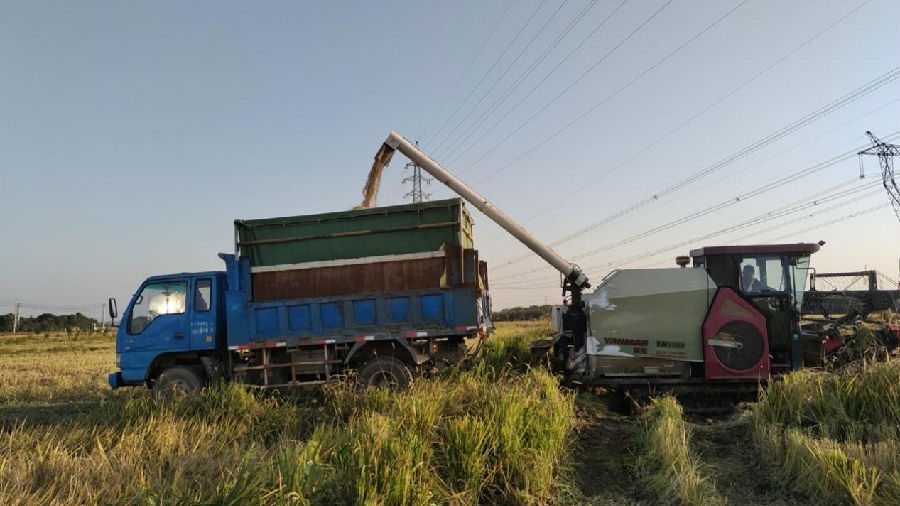  秋收现场（赵婷婷 摄）