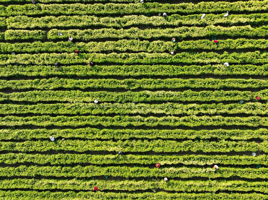 采摘现场（武佩剑 摄）