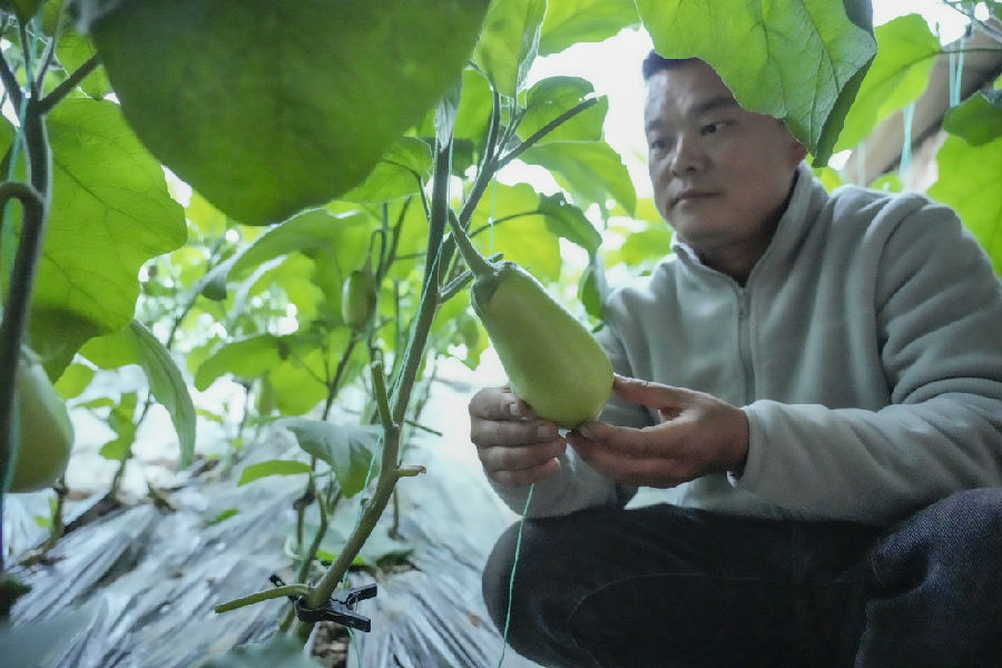 芝麻湾村蔬菜大棚里种植户查看茄子长势（李辉 摄）
