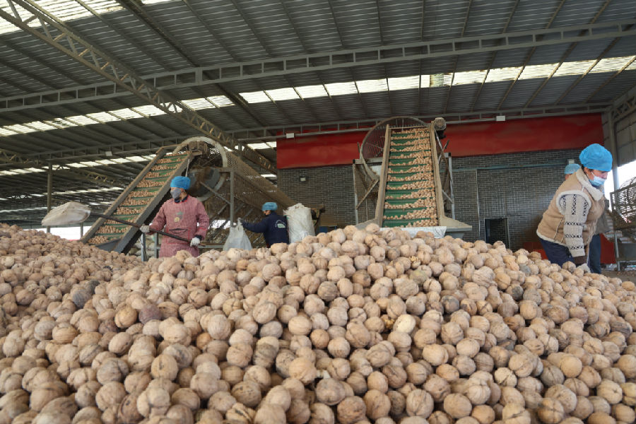 工人正在筛选核桃（王陇江 摄）