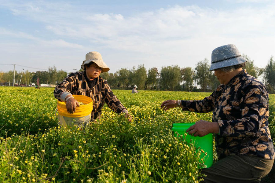 采摘现场（武佩剑 摄）