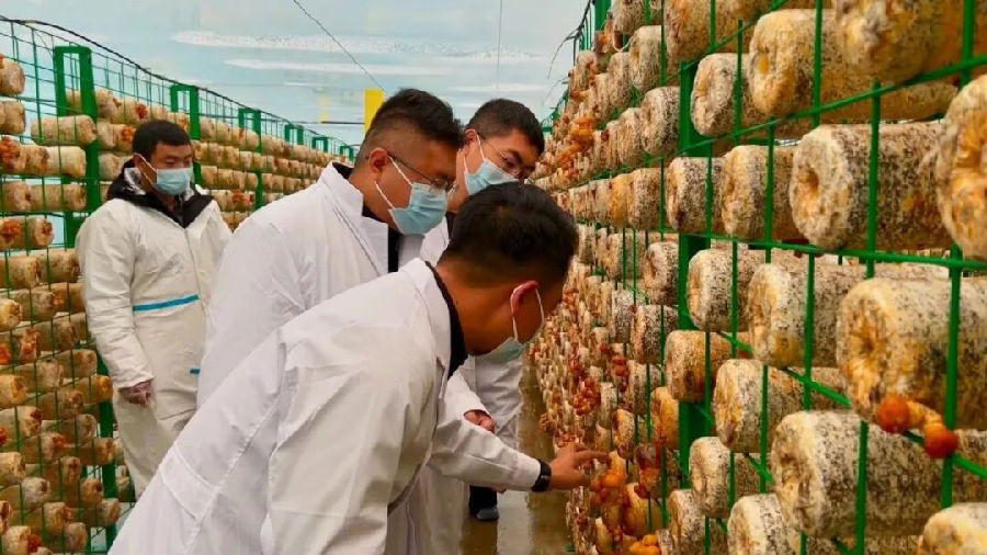 工作人员正在菇棚内检查滑子菇的长势情况（崔书敏 摄）