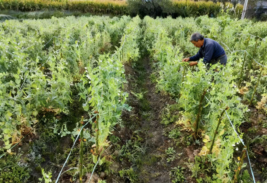 农户正在采摘秋冬豌豆（彭孝琴 摄）