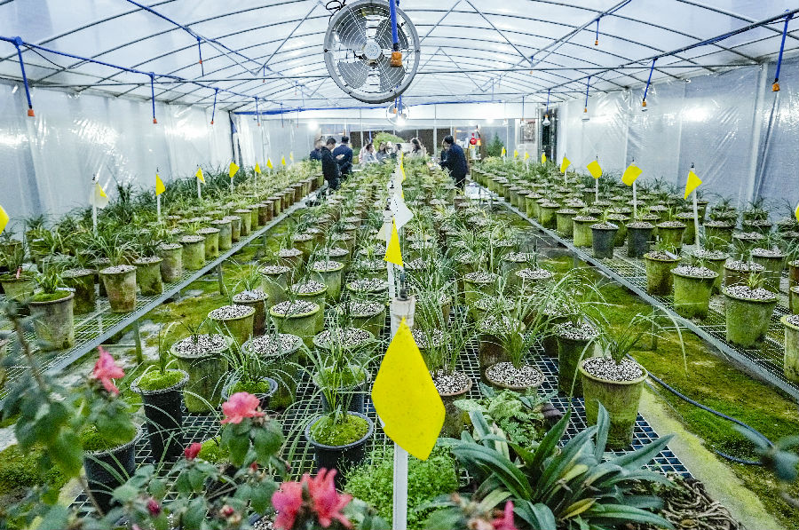 兰花基地盛开的兰花（李辉 摄）