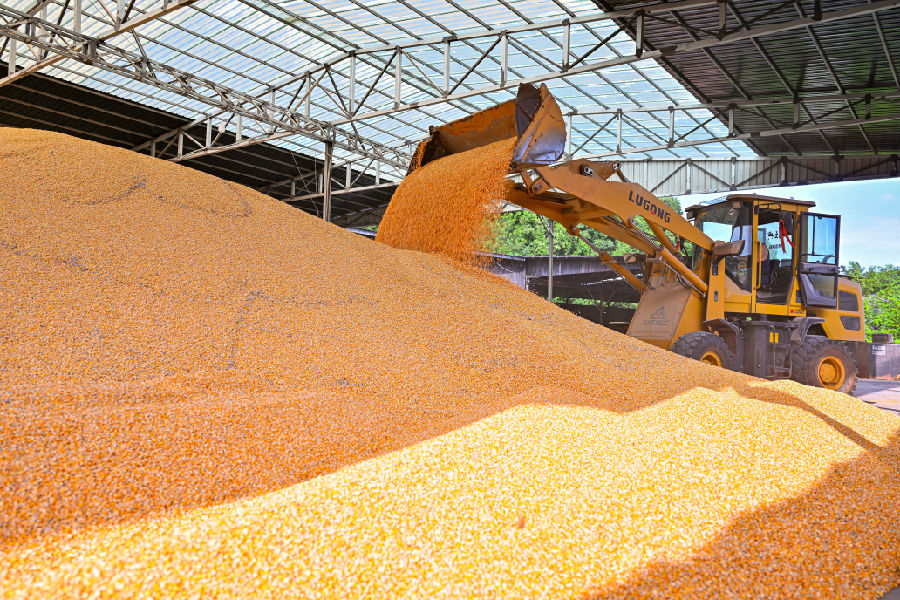 在仁寿县富加镇音堂村优禾惠农业专业合作社，工作人员驾驶铲车转运烘干的粮食。（潘帅  摄）
