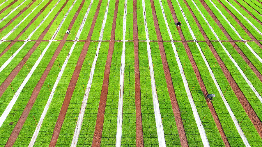 在仁寿县富加镇育秧基地，工作人员正在管理秧苗。（潘帅  摄）