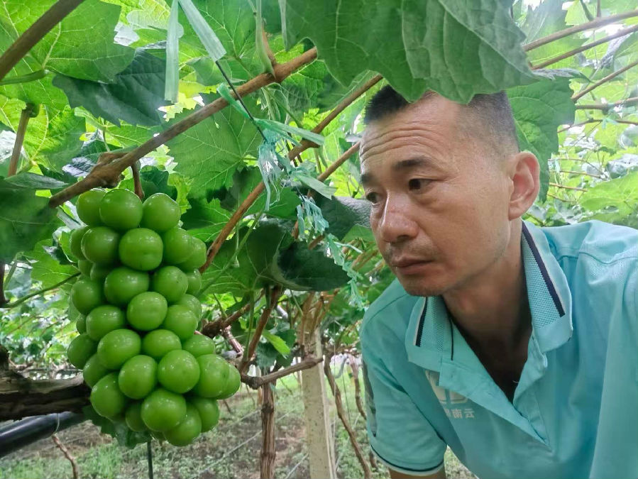 杨超查看葡萄长势（潘怡融 摄）