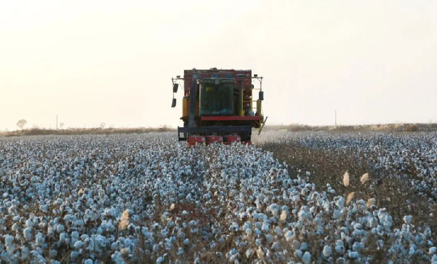采棉机采收现场（艾力夏提·衣明尼亚孜 摄）