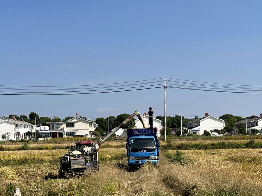  秋收现场（赵婷婷 摄）