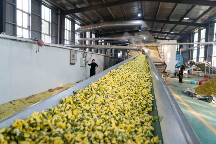 烘干现场（武佩剑 摄）