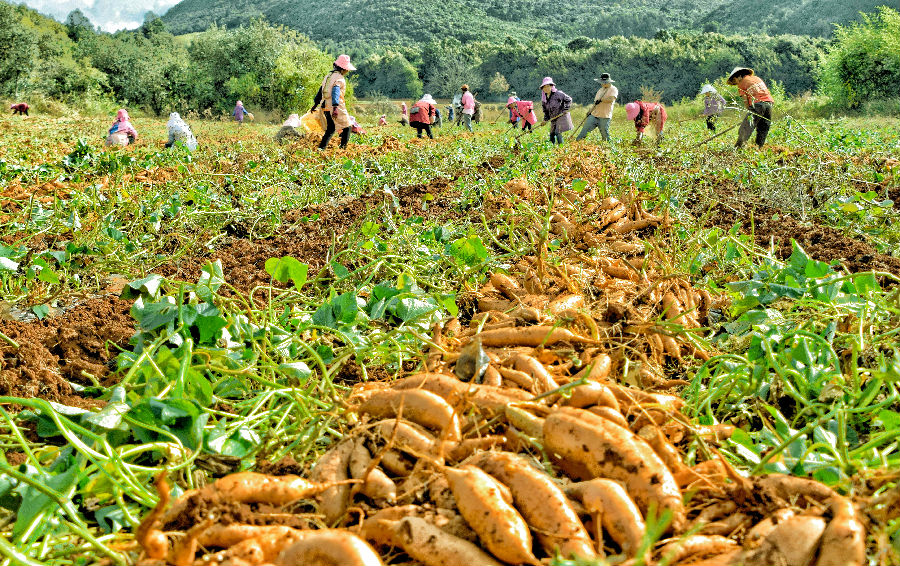 卫泸片区高标准农田项目区种植户在采收红薯（赵树龙 摄）