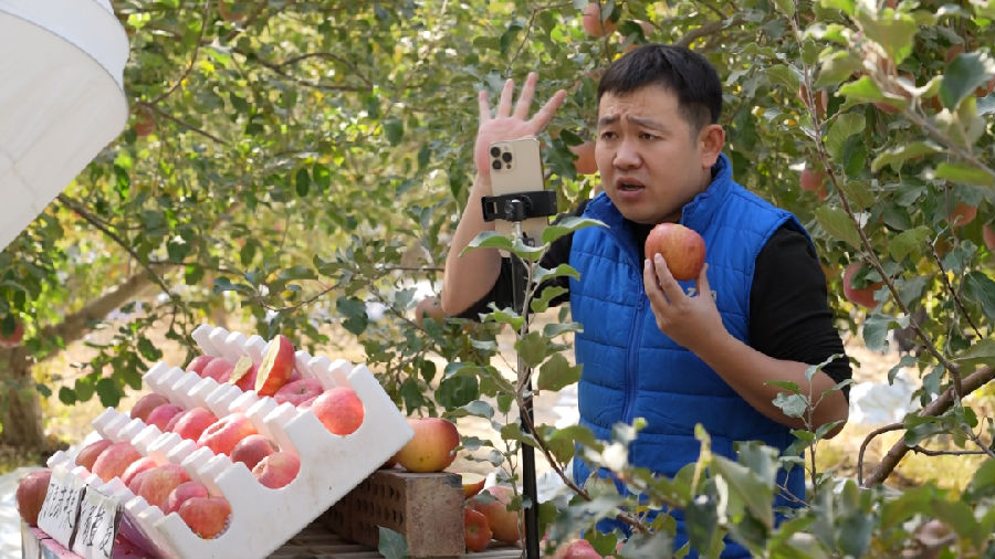 牛峰正在直播销售自家苹果（崔书敏 摄）