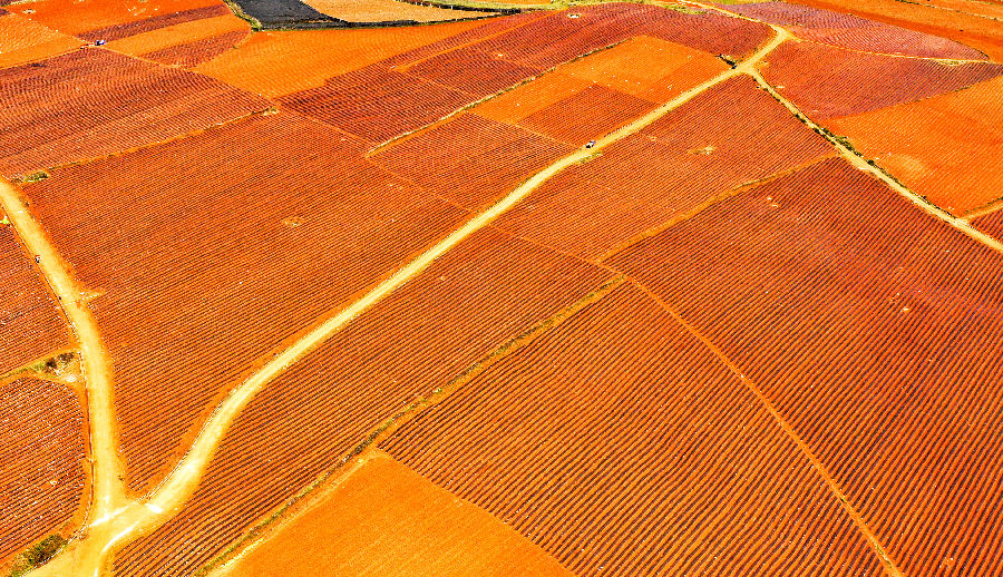 田成方、渠相连、路相通、旱能灌、涝能排（赵树龙 摄）