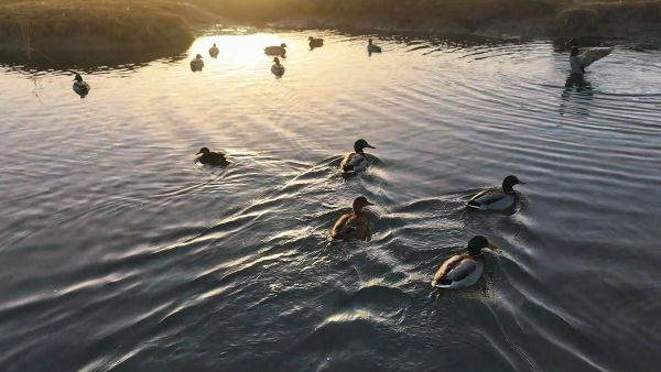 湿地水域中水鸟翩跹(朱校府 摄) 湿地水域中水鸟翩跹(朱校府 摄)