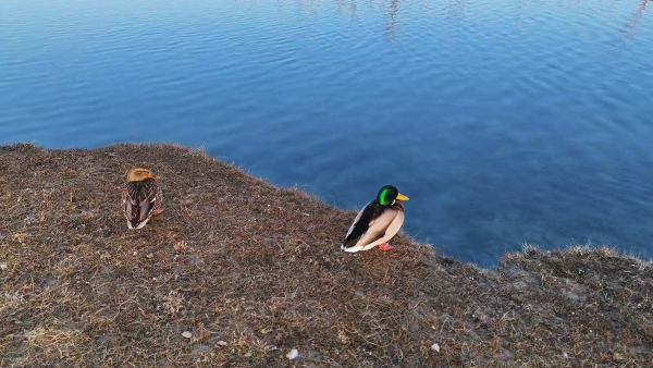 湿地水域中水鸟翩跹(朱校府 摄) 湿地水域中水鸟翩跹(朱校府 摄)