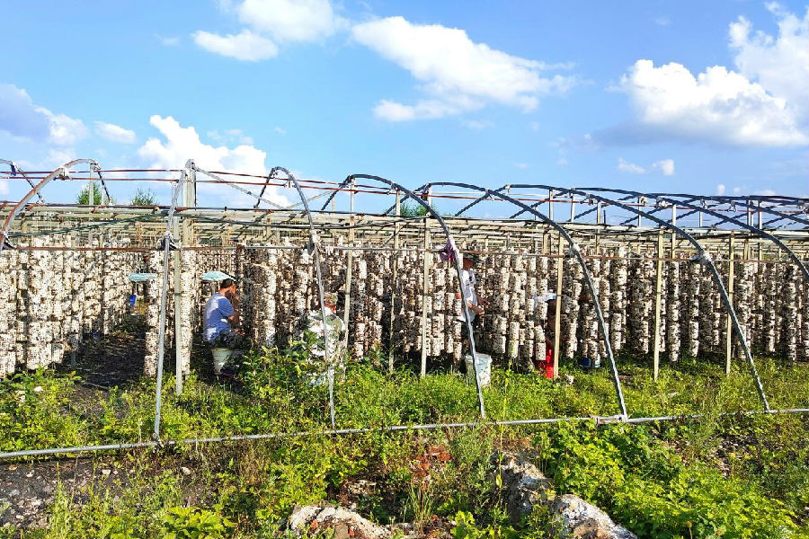 樟岭林场吊袋黑木耳喜获丰收，职工正在基地内忙碌采摘（段明琦 摄）