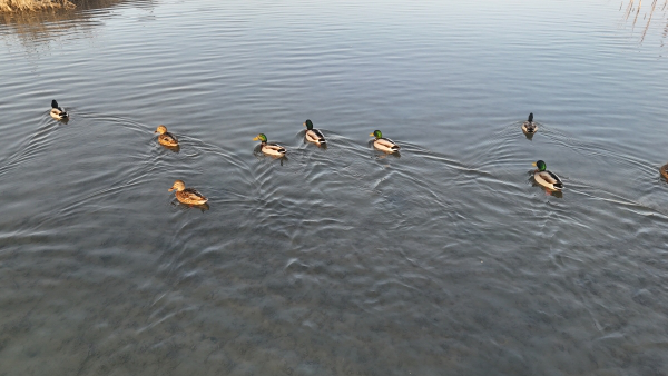 湿地水域中水鸟翩跹(朱校府 摄) 湿地水域中水鸟翩跹(朱校府 摄)