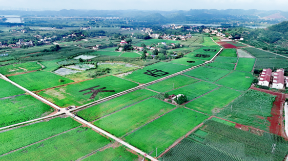 保和镇马蹄湾粮经复合现代农业园区稻虾田（胡明贵 摄）