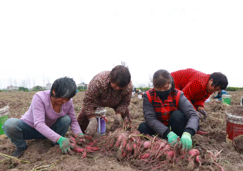 在泗县大路口镇，村民们正忙着收获山芋。（吴天元 摄）