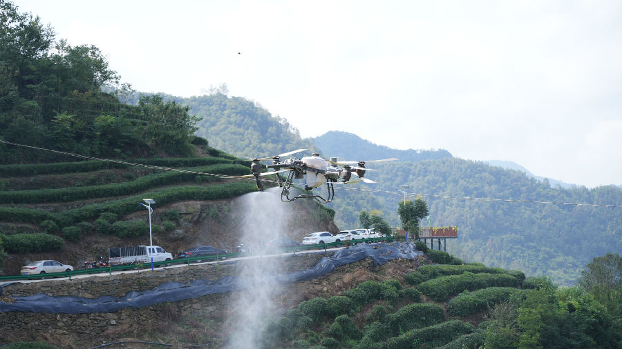 无人机低空植保（向继华 摄）