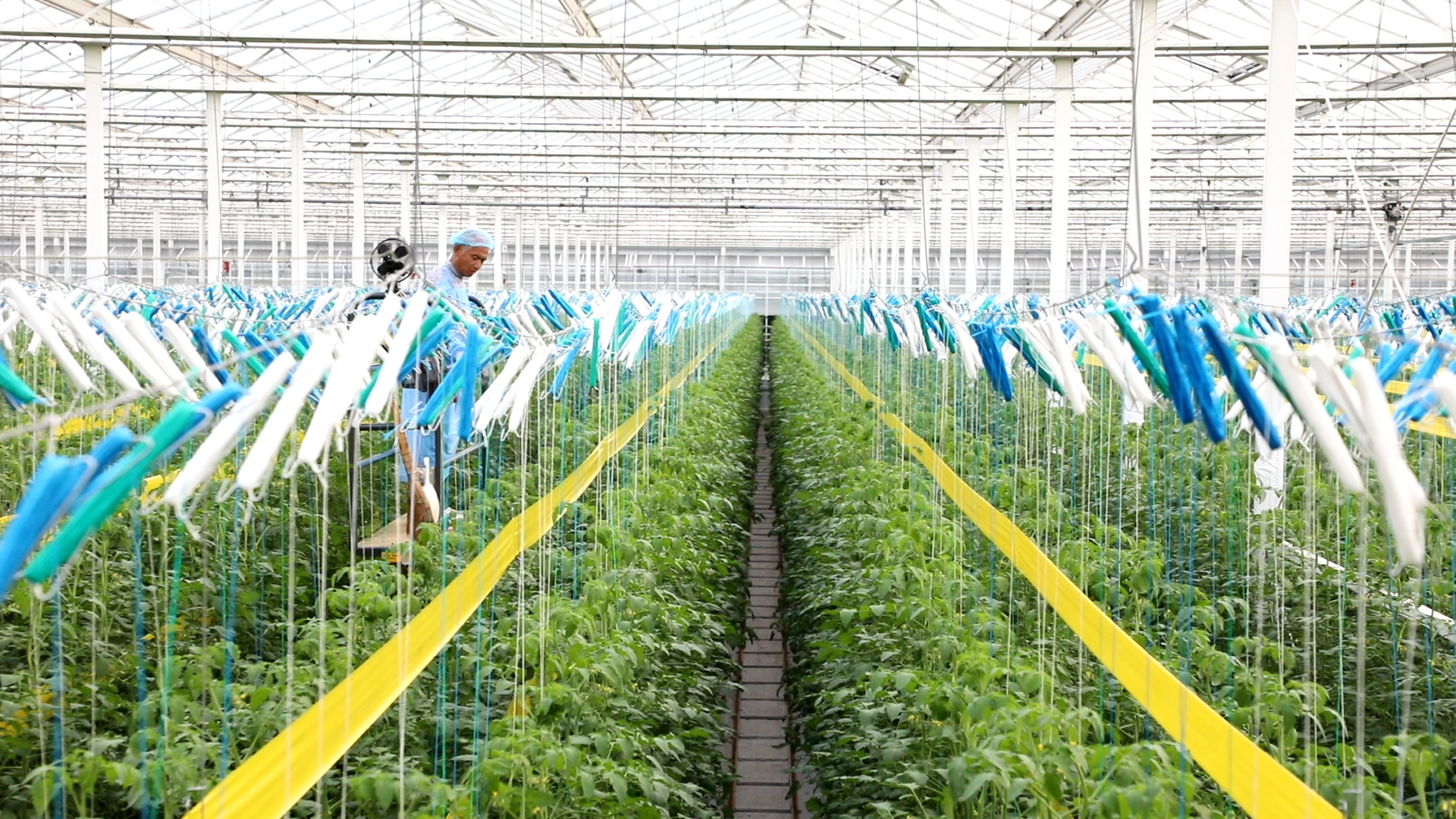 工人在设施大棚作业(王智聪 摄)