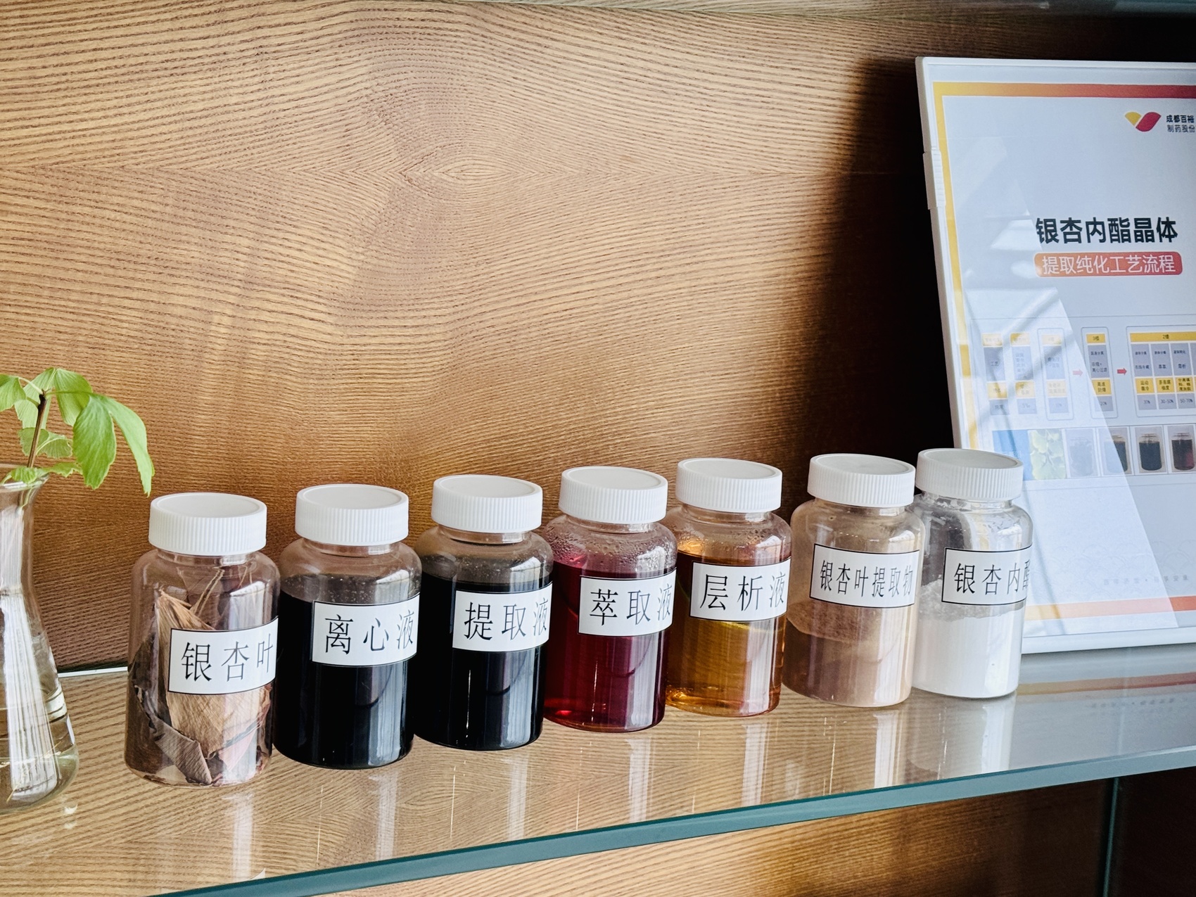 银杏内酯提纯各阶段样品(温晓轩 摄)