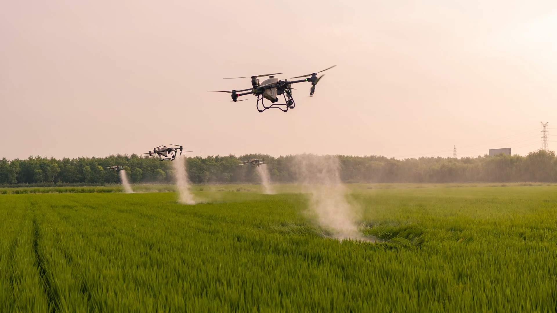 农用无人机喷洒药物(王智聪摄)