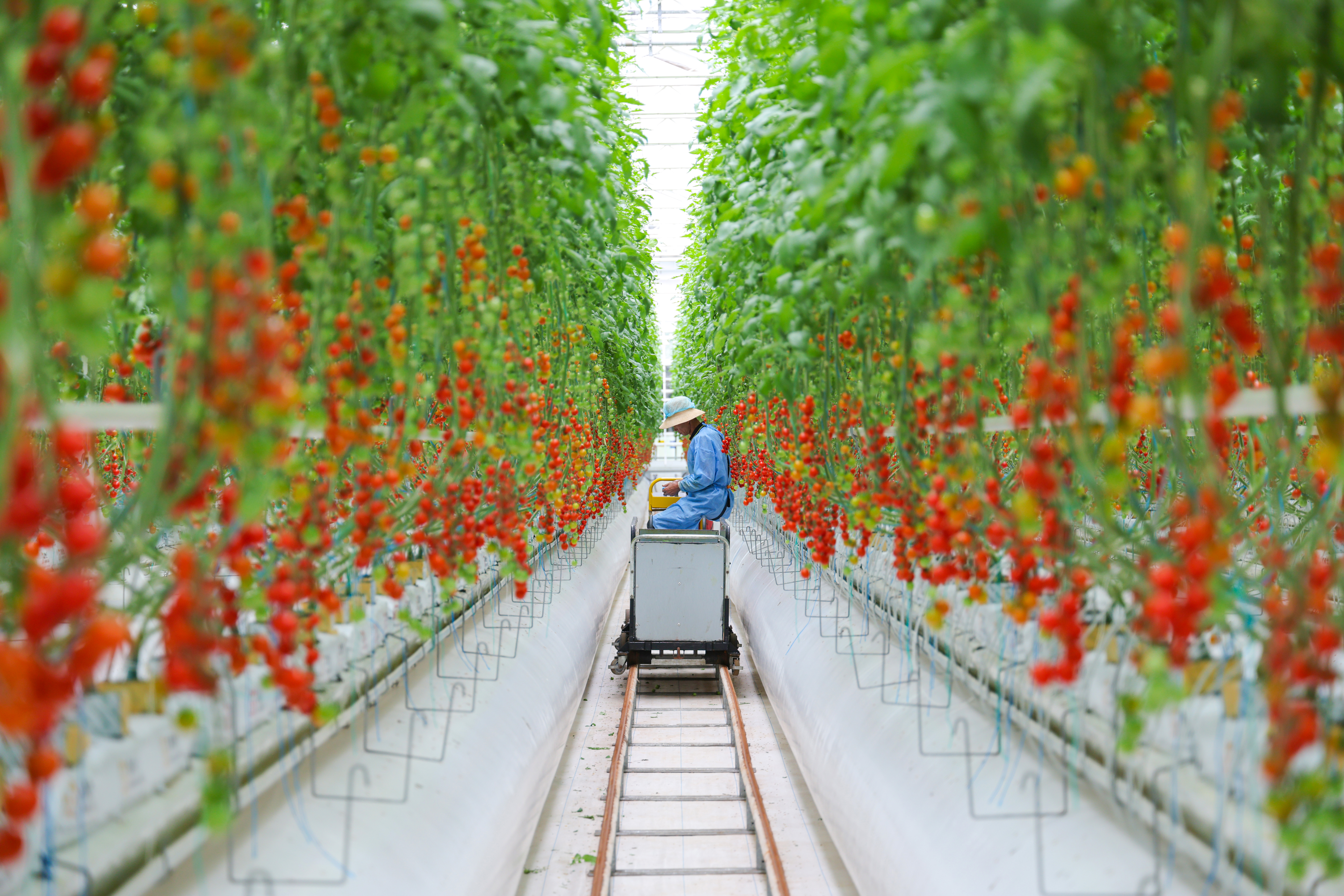 工人在设施大棚作业(王智聪 摄)