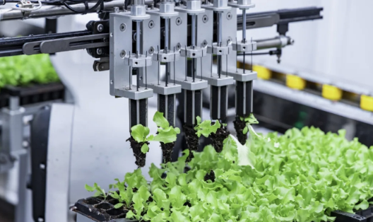 浙江后稷智能科技有限公司的水培蔬菜基地(陆丽君 摄)