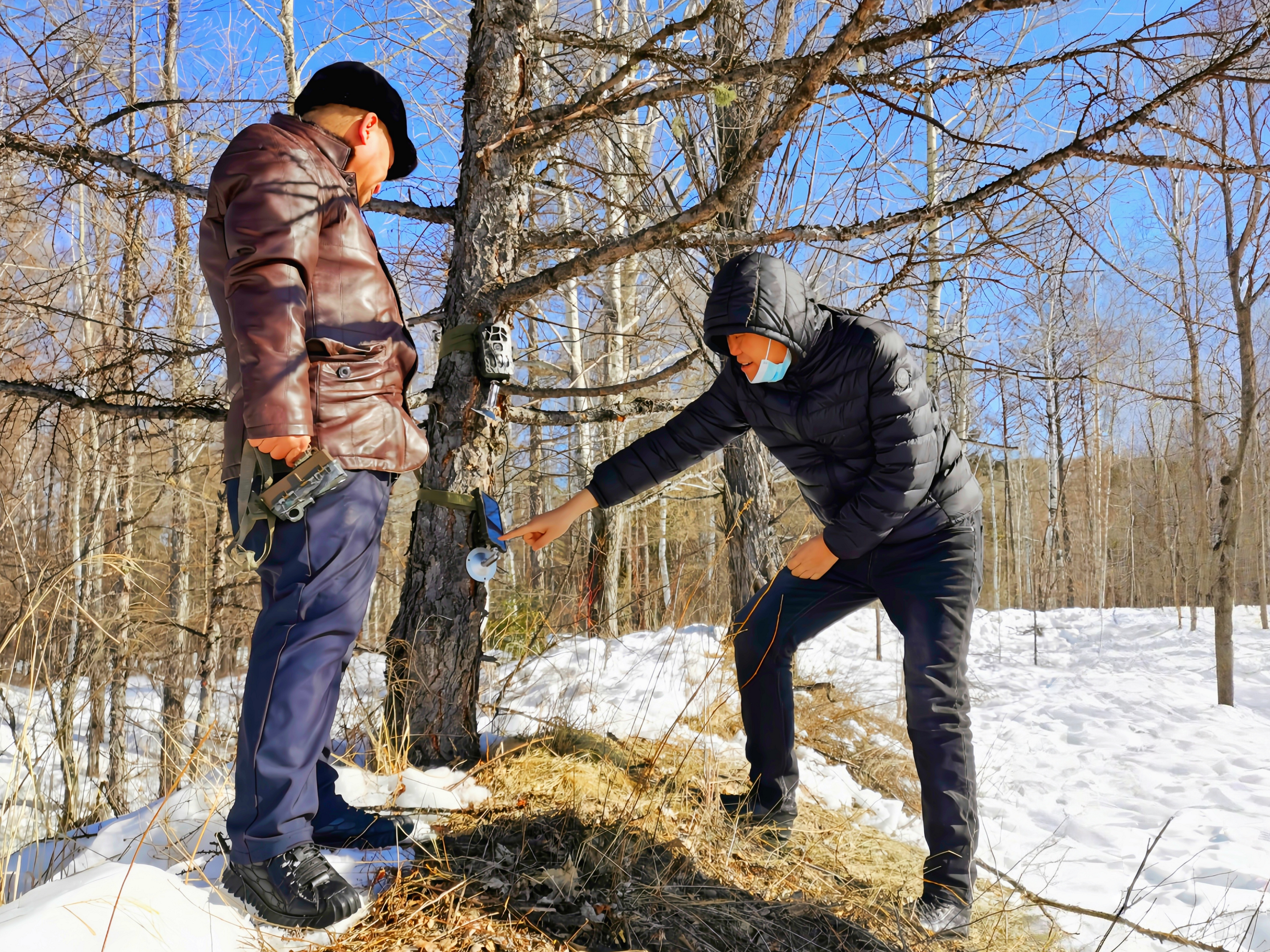 新林林业局技术人员查看红外相机(张凯强 摄)