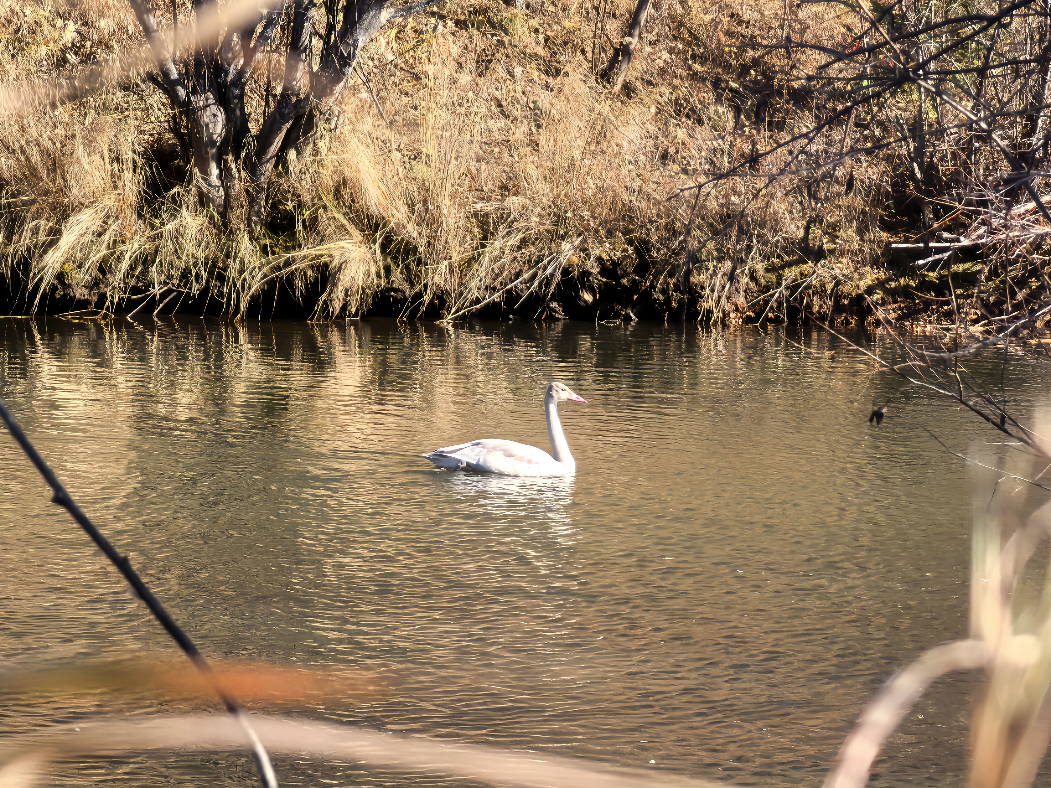 新林林业局施业区内的国家二级保护野生动物大天鹅(耿子健 摄)