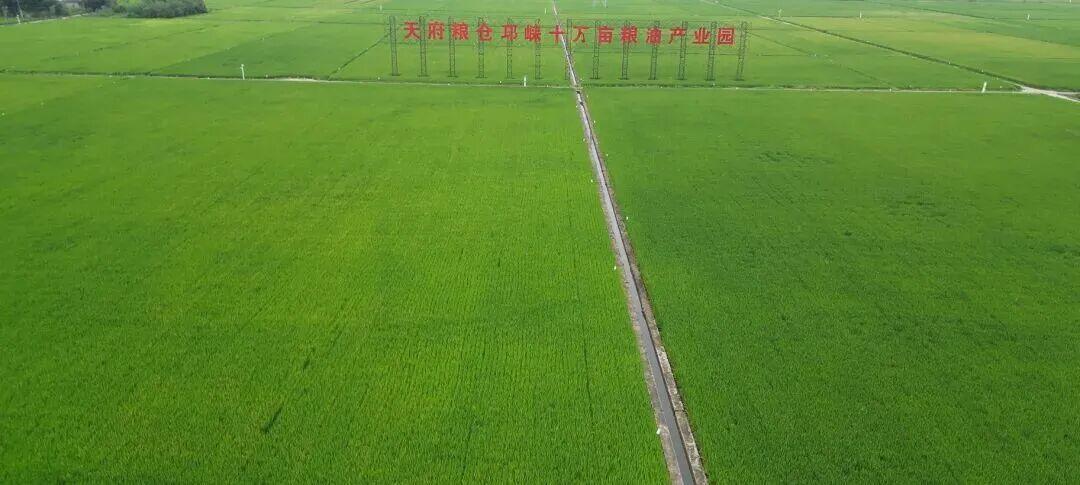 天府粮仓邛崃十万亩粮油产业园(陈琼 摄)