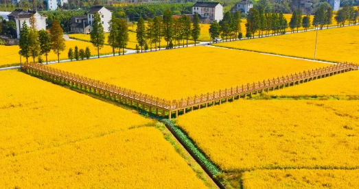 平湖农业经济开发区金灿灿的田园水稻(陆丽君 摄)