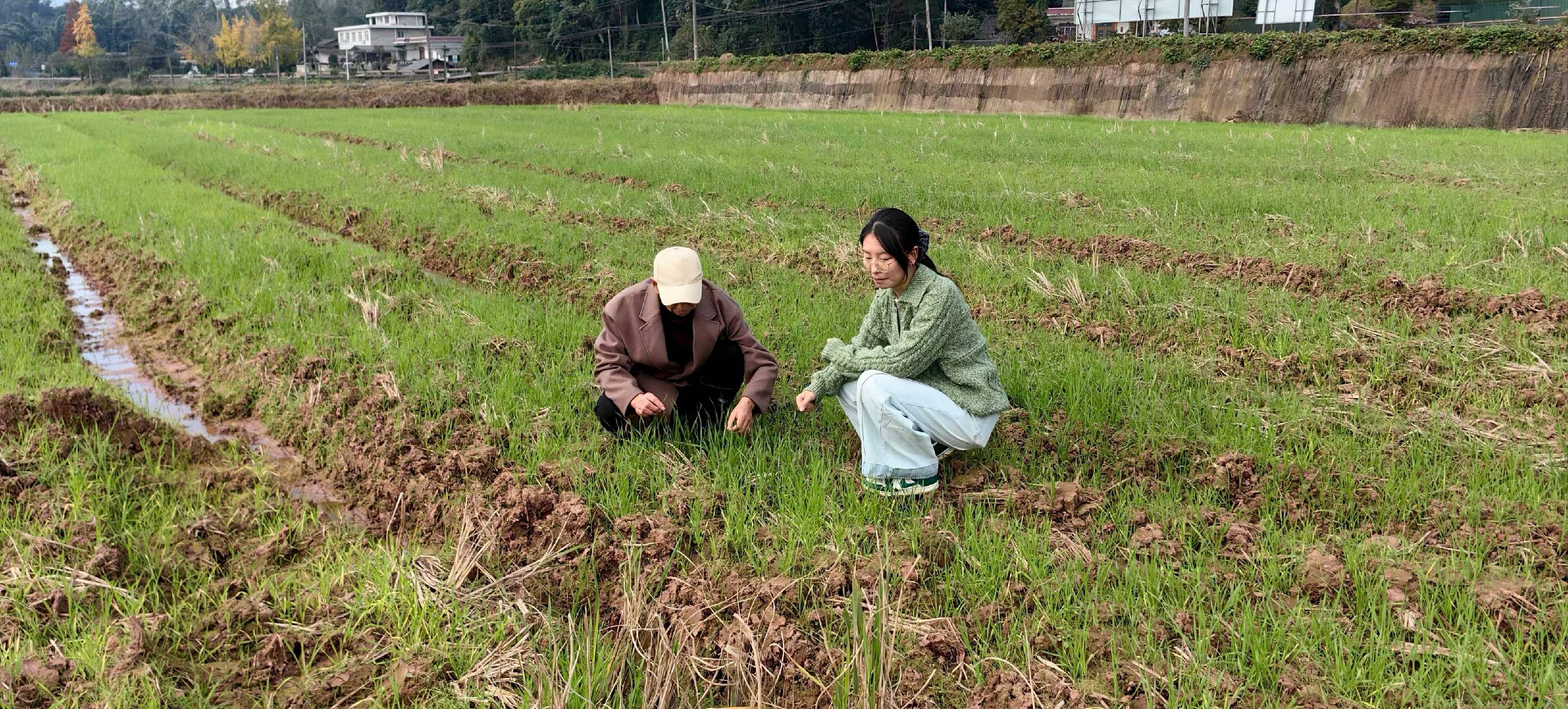 洪雅县部分早播小麦已进入分蘗期,田间可见麦苗。县农技人员深入田地间,针对前几天的雨水天气影响,指导应对措施。(肖蒙 摄)