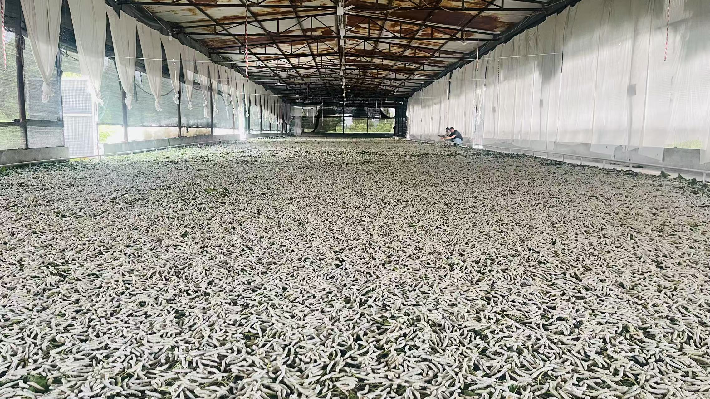 蚕宝宝(李婷婷 摄)