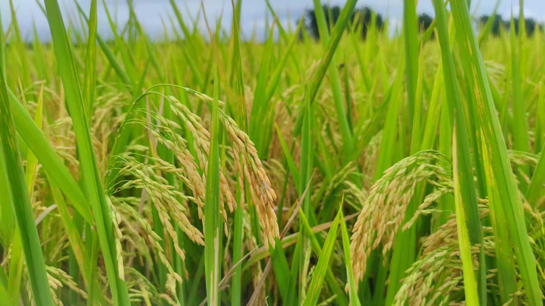 待收割的稻谷 (董永围 摄)