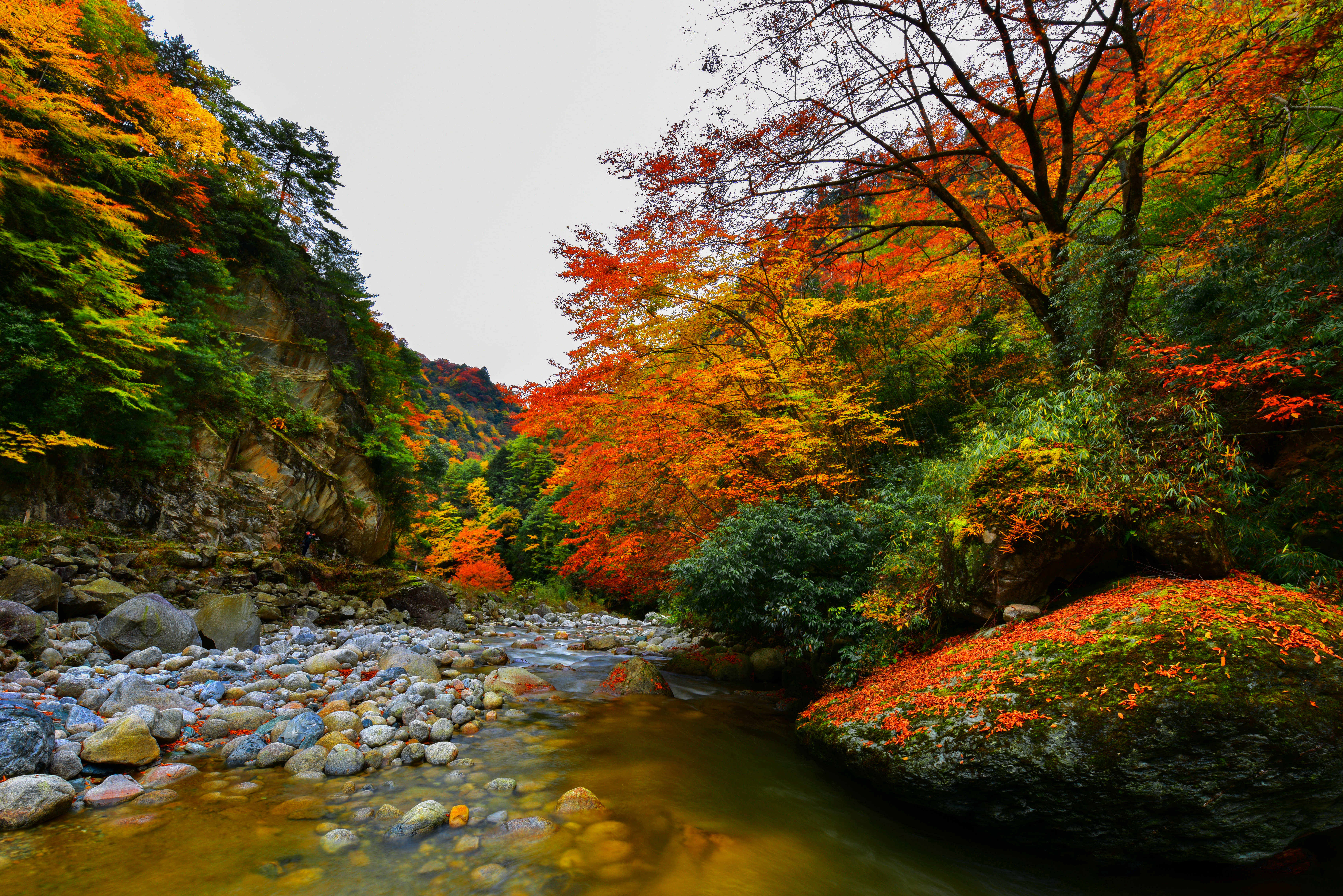 唐家河的红叶进入最佳观赏期(鄢怀林 摄)