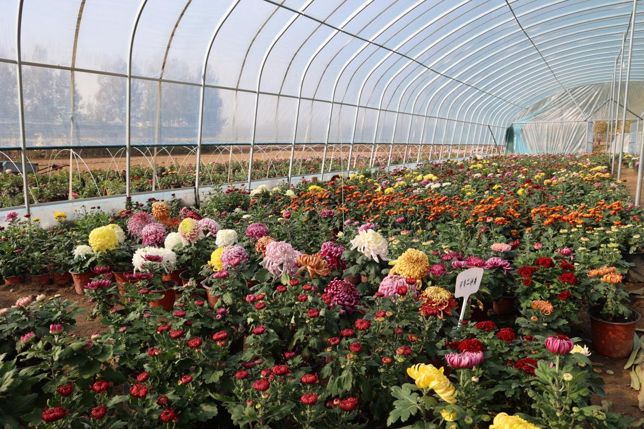 刘根民的菊花大棚里种满了“国华”“盘龙”“独本”等10多个优质品种。 (王晓丽 摄)