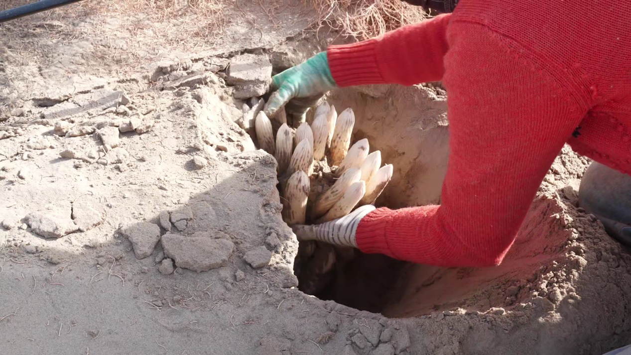 工人将肉苁蓉连根拔起。(王水江 摄)