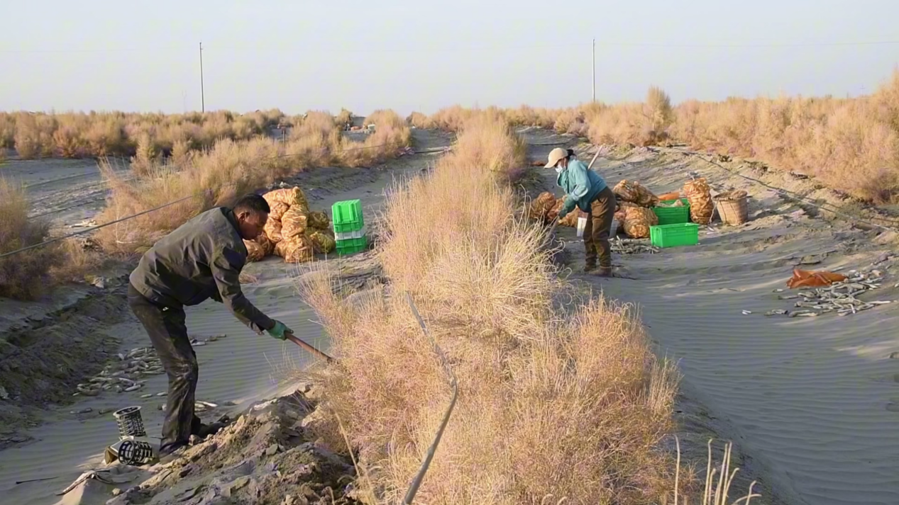 在沙雅县盖孜库木乡的漠鑫公司肉苁蓉种植基地里,梭梭林下工人们正在采挖。(柴梦乐 摄)