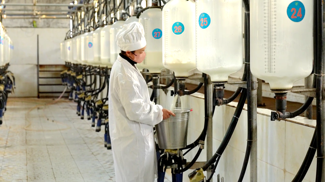 赛里木镇酸奶厂工作人员正在作业(阿卜杜艾则孜·图尔荪 摄)