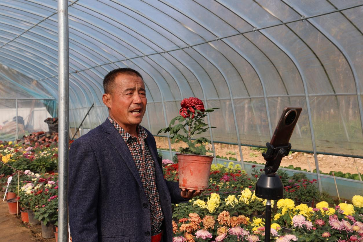 刘根民在菊花大棚里直播销售(王晓丽 摄)