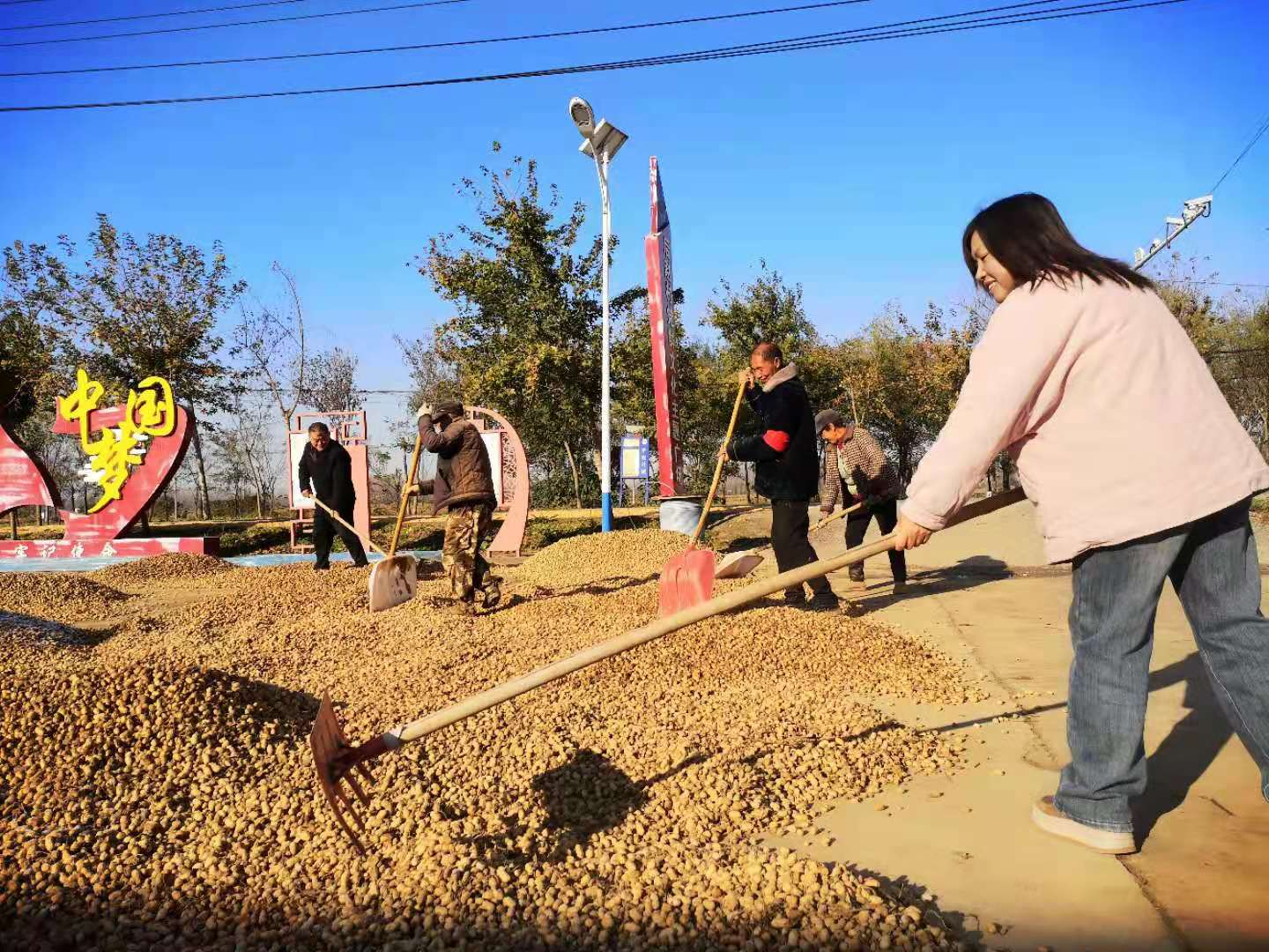 农民在后赵村文化广场晒花生(李建武 摄)