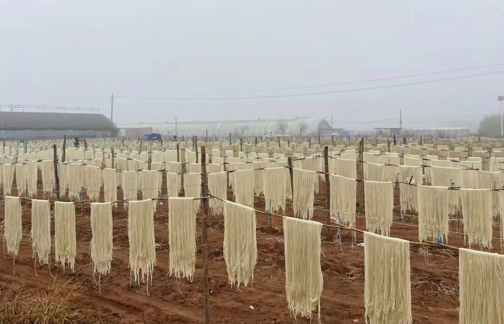 粉条晾晒(邓钦予 摄)
