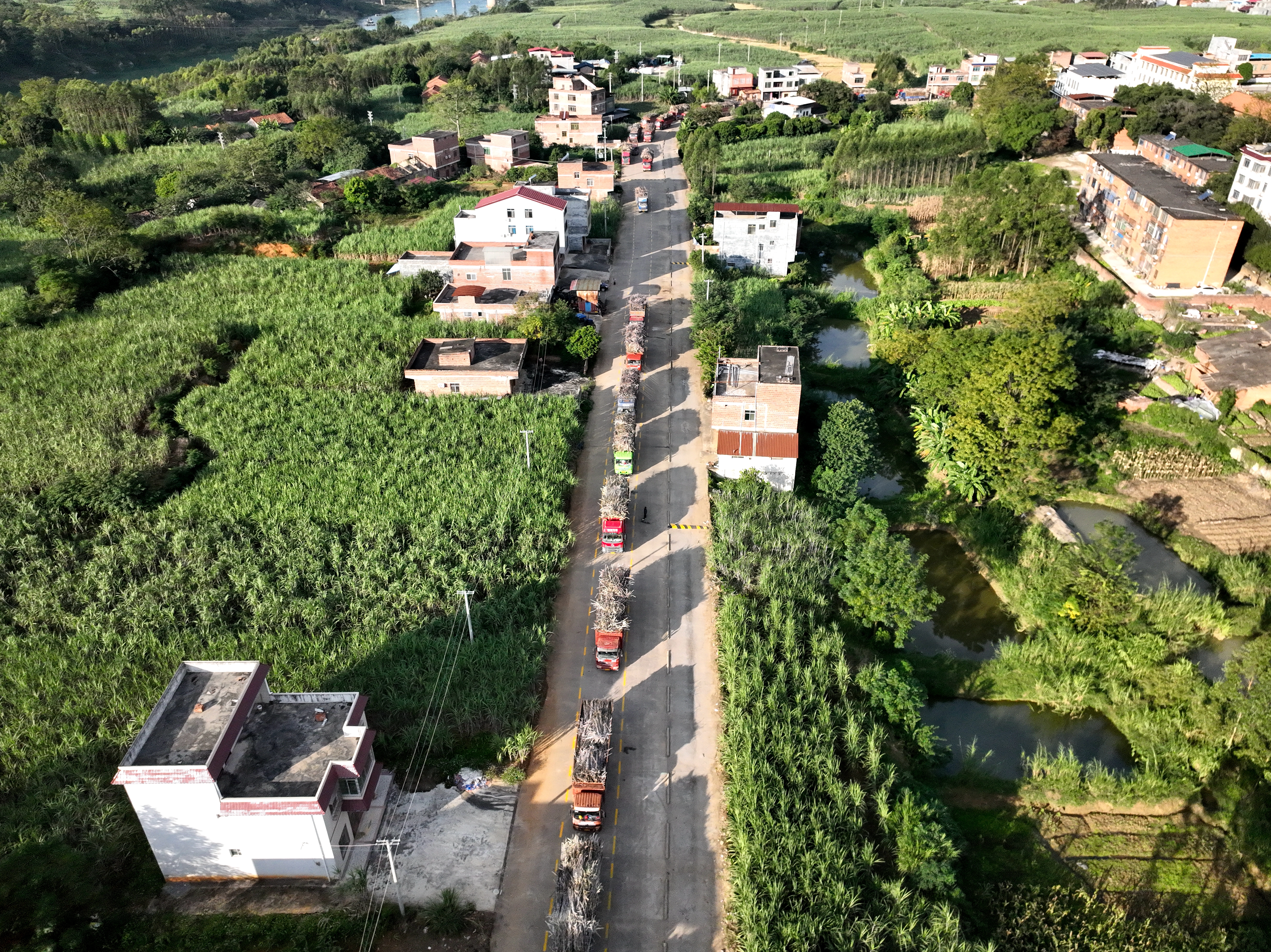 甘蔗丰收运往糖厂开榨(韦苏 摄)